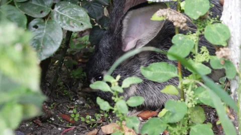 Rabbit Eat In The Bush Stock-Footage 53761168