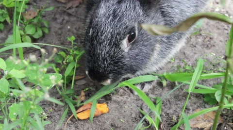 Rabbit Eat A Carrot 2 Stock-Footage 53761234