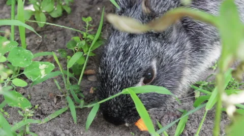 Rabbit Eat A Carrot 3 Stock-Footage 53761027