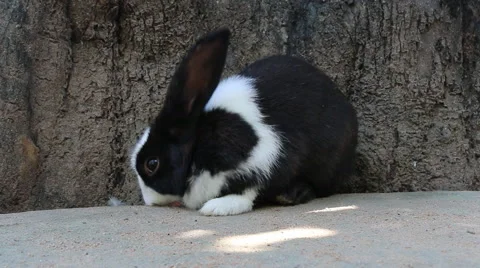 Rabbit eat carrot Stock-Footage 45295409