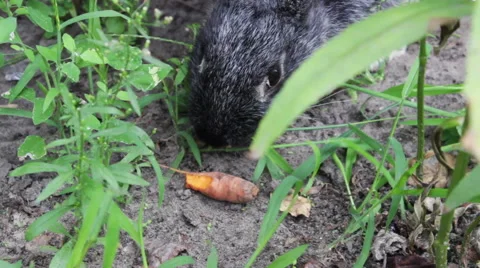 Rabbit Eat A Carrot Stock-Footage 53761180