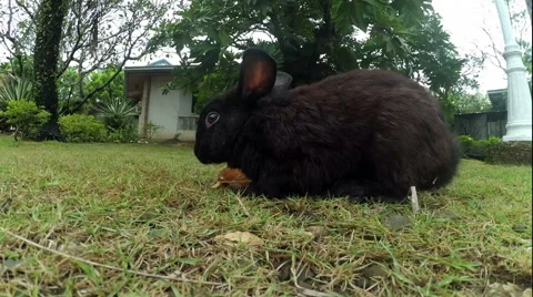 Rabbit eat grass Vidéo 61776634