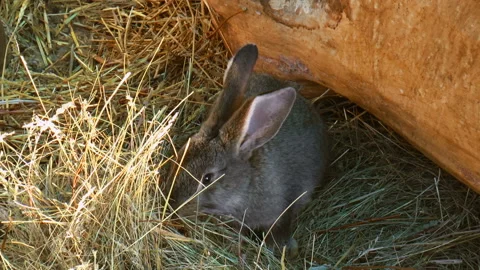 Rabbit eat grass Stock Footage 91967165