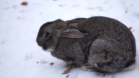 The rabbit eat in the snow Stock Footage 70288668