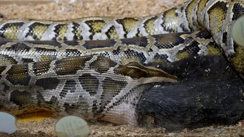 Rabbit eaten by a snake Stock Footage 91961417