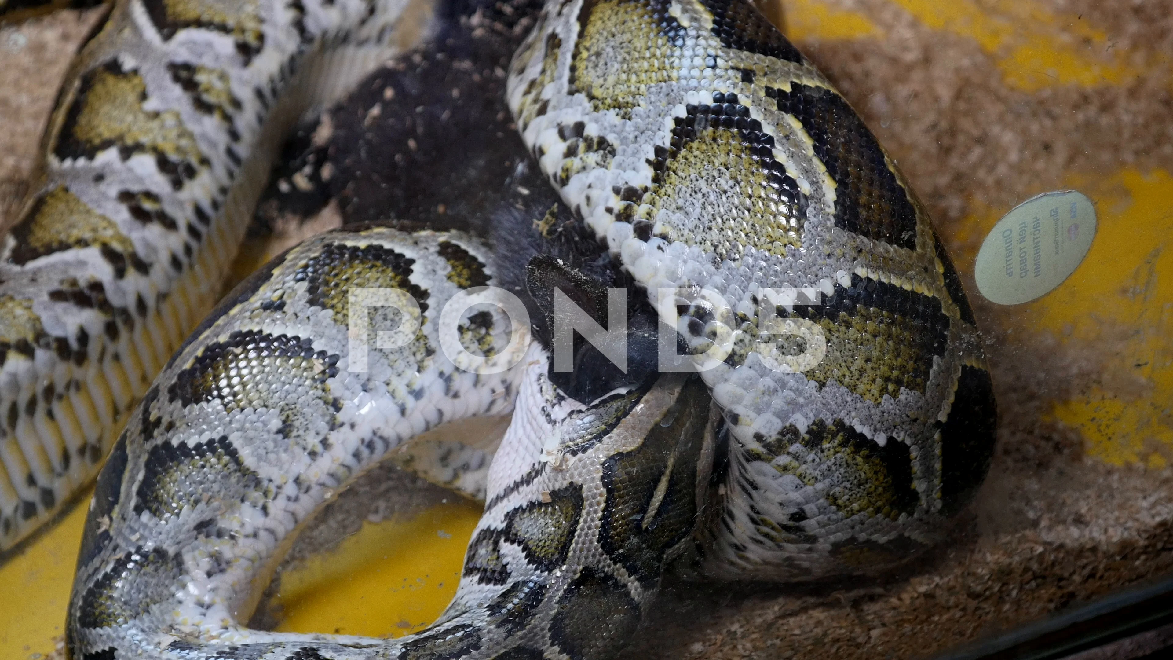 Burmese Python Eating Rabbit