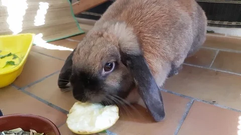 Rabbit Eating Apple Stock-Footage 78224049