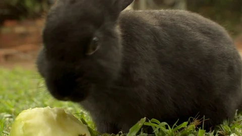 Rabbit Eating Apple Stock Footage 103305054