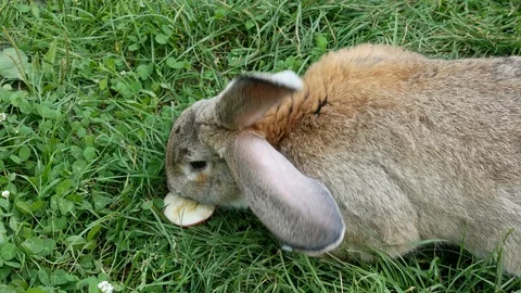 Rabbit eating an apple in the grass on the meadow. Stock Footage 122210111
