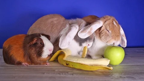 Rabbit eating banana first time. Rabbits cute lop new food experience. White ear Stock Footage 101440908