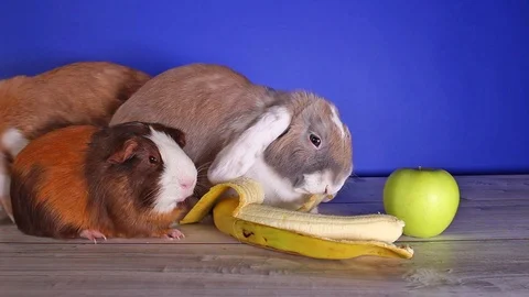 Rabbit eating banana first time. Rabbits cute lop new food experience. White ear Stock Footage 101440990