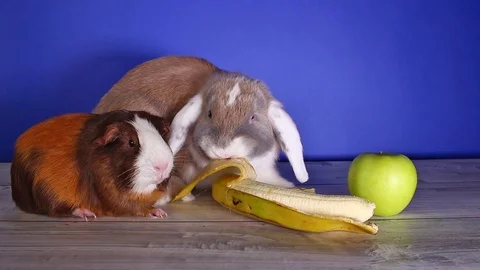 Rabbit eating banana first time. Rabbits cute lop new food experience. White ear Stock Footage 101441035