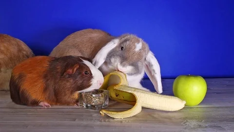 Rabbit eating banana first time. Rabbits cute lop new food experience. White ear Stock Footage 101441098