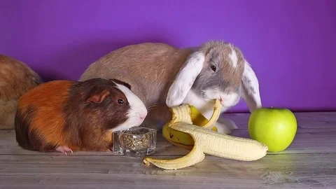 Rabbit eating banana first time. Rabbits cute lop new food experience. White ear Stock Footage 101441150