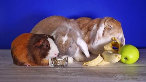 Rabbit eating banana first time. Rabbits cute lop new food experience. White ear Stock Footage 101441238