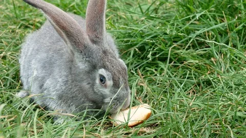 Rabbit eating bread in the grass. Video stock 117437966