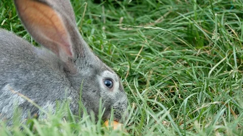 Rabbit eating bread in the grass. Stock Footage 122762967