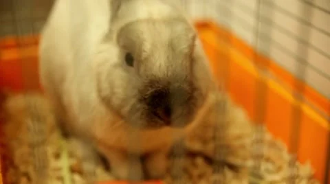 Rabbit eating carrot Video stock 60120606