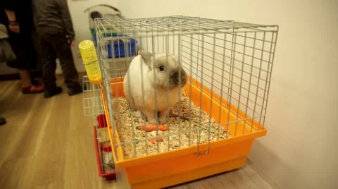 Rabbit eating carrot Video stock 60120665