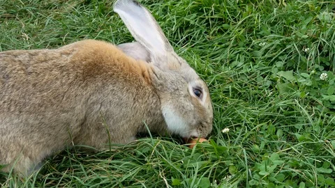 Rabbit eating carrot in grass. Video stock 117937504
