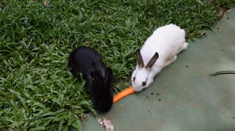 Rabbit eating carrots. Stock Footage 54911599