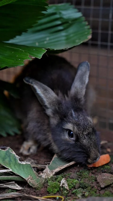 Rabbit eating carrots while looking at the camera Stock Footage 299369444