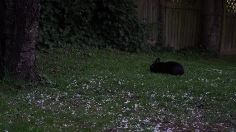 Rabbit Eating Cherry Flowers Stockbeeldmateriaal 62723365