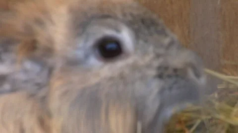 Rabbit eating close up 스톡 동영상 92399
