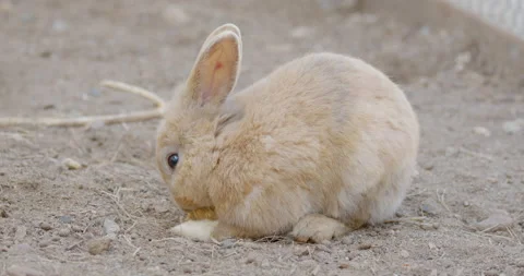 Rabbit eating in the farm, look at camera, zoom in Stock Footage 202460899