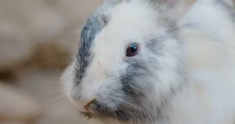 Rabbit eating in the farm, look at camera Stock Footage 202467385
