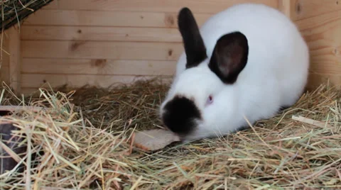 Rabbit eating food Video stock 34650537