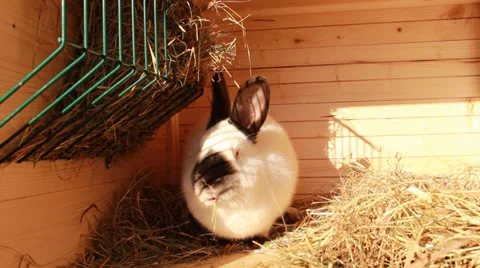 Rabbit eating food Stock Footage 34972941