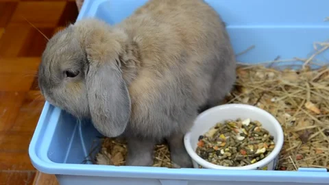 Rabbit eating food Stock Footage 156304987