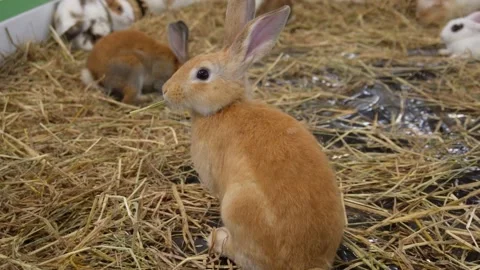 Rabbit eating food Stock Footage 228024646