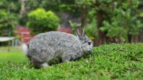 Rabbit eating food on the lawn, Little  baby rabbit running in the garden Stock Footage