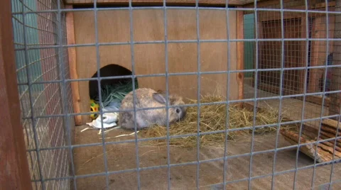 Rabbit eating Stock-Footage 92400