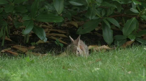 Rabbit eating Video stock 785753
