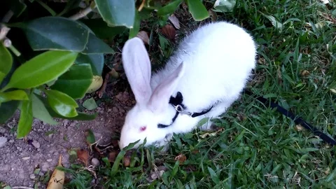 A rabbit is eating 스톡 동영상 108290541