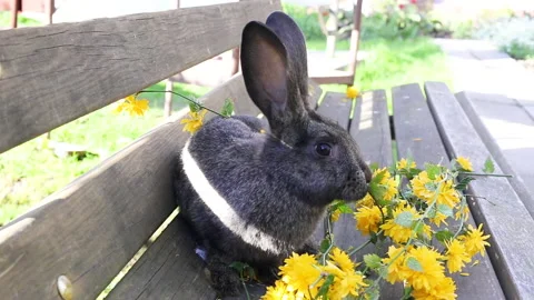 Rabbit eating Stock Footage 130263939