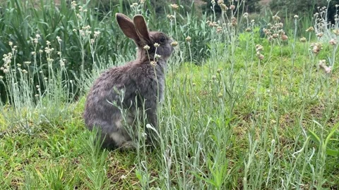 Rabbit eating Stock Footage 168760477
