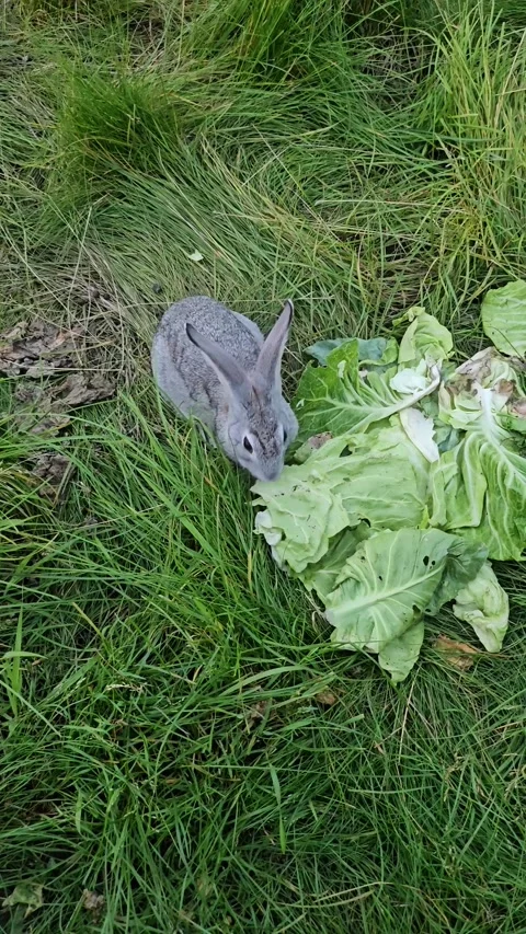 Rabbit Eating Fresh Cabbage Close Up Stock-Footage 341586002