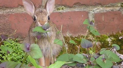 Rabbit Eating In Garden 1 Stock Footage 64330485