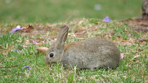 Rabbit eating grass 4k Stock Footage 70286717