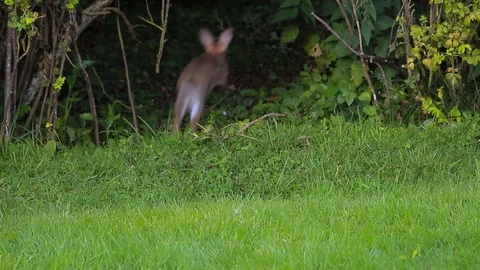 A Rabbit Eating Grass and then Jumping Away into a Hedge Stock Footage