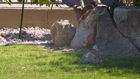 Rabbit Eating Grass in Back Yard Stock Footage 134426703