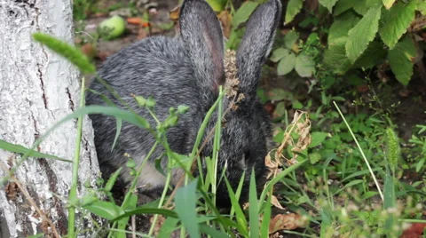 Rabbit Eating Grass In The Bush 1 Stock Footage 53762038