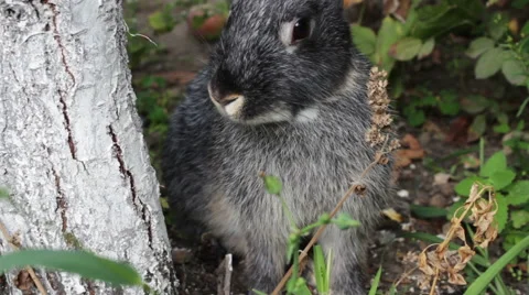 Rabbit Eating Grass In The Bush 2 Stock Footage 61345748