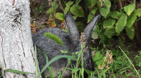 Rabbit Eating Grass In The Bush Stock Footage 53761763