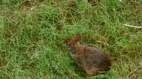 Rabbit eating grass in field Stock Footage
