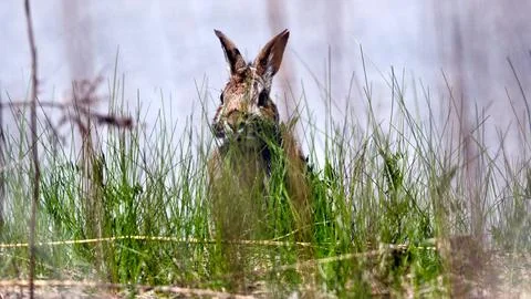 A rabbit is eating grass in a field Stock Photos